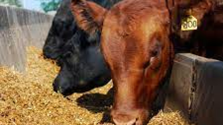 Animal Feed Additives Market 2022 Major Key Players and Industry Analysis Till 2028