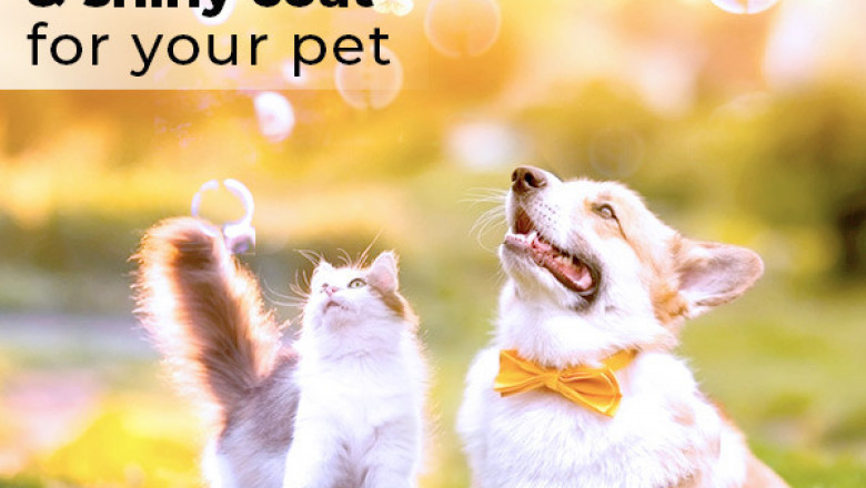 Ensure A Clean And Shiny Coat For Your Pet