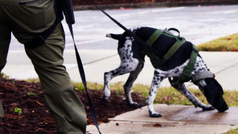 How Important Dog Training Is