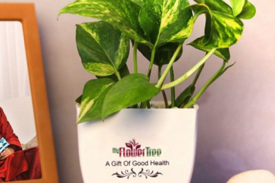 Inspiring Plants Online India To Give a Special Feel To Your Home