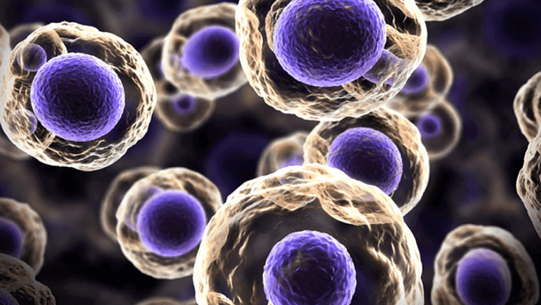 A Stem Cell Assay is one of the most basic types of biological cells that is capable of differentiating into other types of cells and producing more stem cells of the same type.