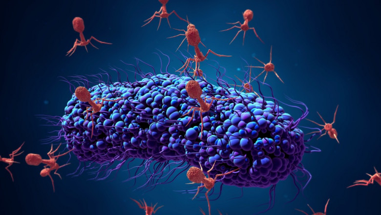 Global Bacteriophage Therapy Market Size, Estimation, Dynamics and Forecast, 2022-2028