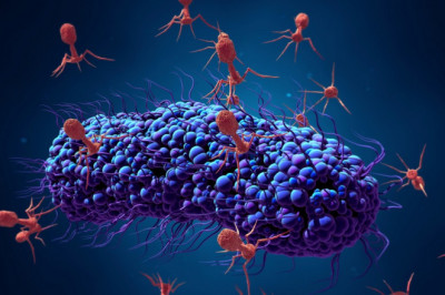 Global Bacteriophage Therapy Market Size, Estimation, Dynamics and Forecast, 2022-2028
