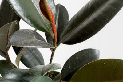 The Features of the greatest Flower Shipping Businesses