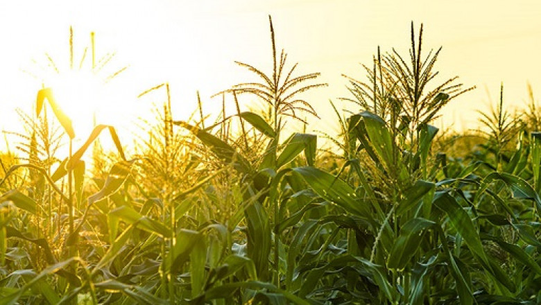 Agrigenomics Market Growth, Size, Share and Forecast 2027