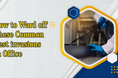 How to Ward off These Common Pest invasions in Office?