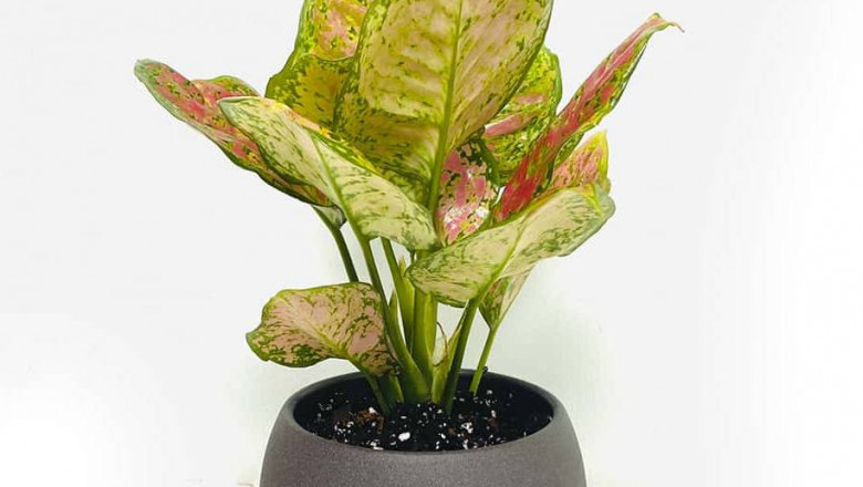Why are terrariums a trend?