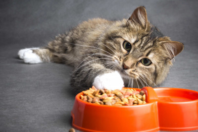 Cibo secco per gatti Leonardo Adult Fish