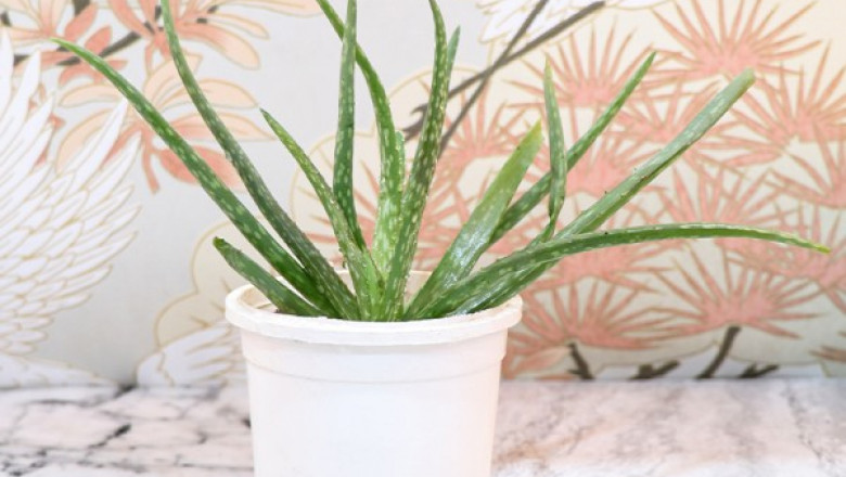 Cool Choices Of House Plants To Shower Unconditional Love