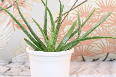 Cool Choices Of House Plants To Shower Unconditional Love