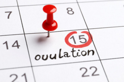 Do You Know The Working of Ovulation Calculator