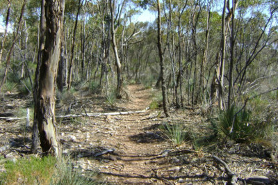 Benefits of Employing a Tree Removal Service