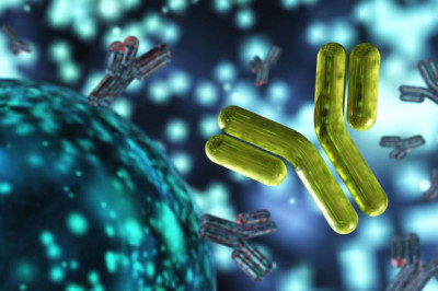 Chimeric Antibody Against HER2: An Overview
