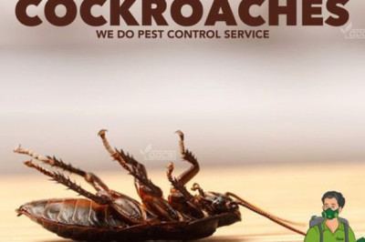 Cockroach Control