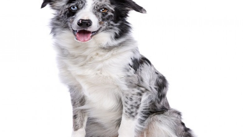 Donation to Pet Charity in Canada | Animals.ihelpto.com
