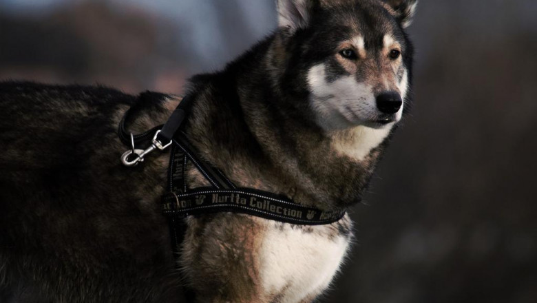 fullerton artificial grass is the new way to go green