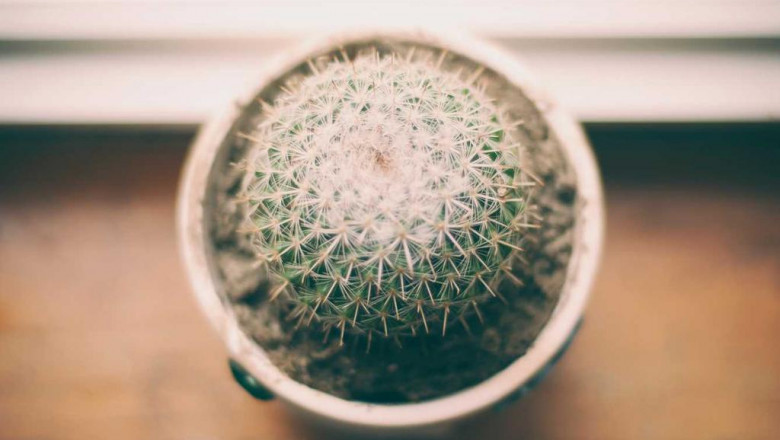 hptst mgntym yrvshlym tsypyvt lvmt mtsyvt