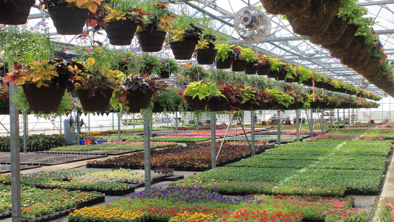 India Online Nursery Market Share, Size, Growth and Forecast 2027