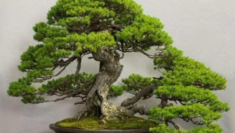 Japan Bonsai Market Share, Size, Growth and Forecast 2027