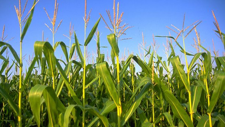 Minichromosomal Technology In Agriculture Market Share, Size, Growth and Forecast 2027