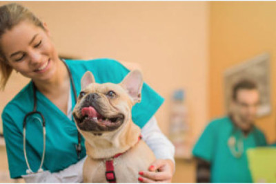 Vets In The City Is The Best Vaccination Clinic In Dubai