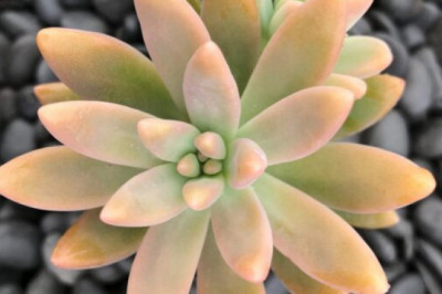 Why my succulents are dying?