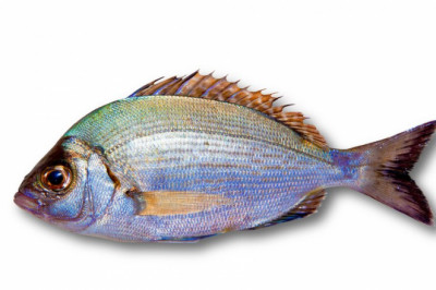 Katarna Fish: Nutritional Content, Benefits, And Recipes