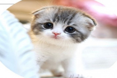 Scottish Fold Cat | Scottishfoldforsale.com