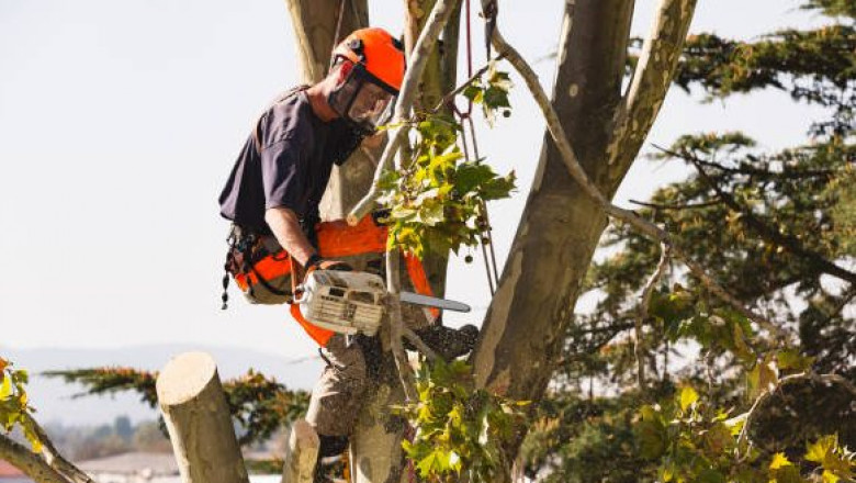 Top Signs You Need to Hire Tree Trimming in Sacramento