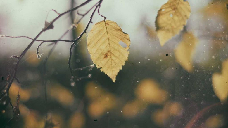 14 sqym shvshym bvdh nhdrt bkhlvqt plyyrym byt shmsh