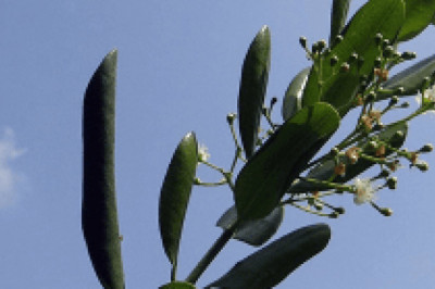 Allspice Essential Oil