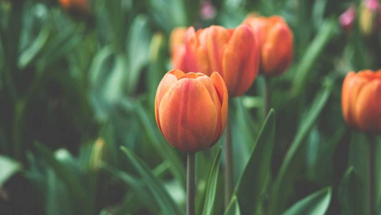 best chocolate cupcake recipe from cake mix