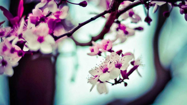 a productive rant about zhai wu zhong zu