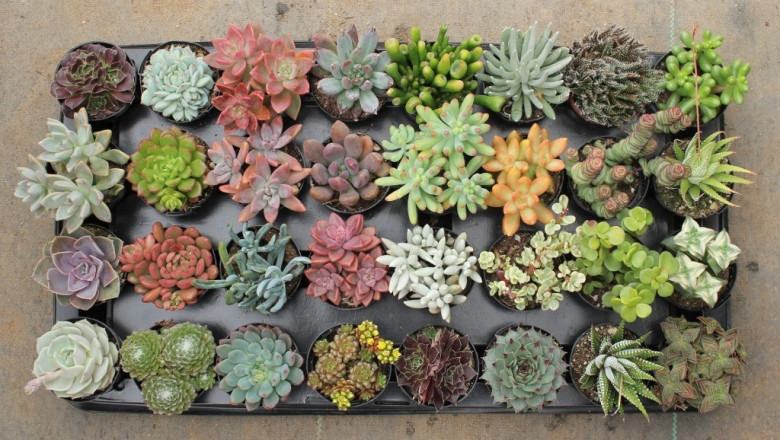 India Succulent Plants Market Share, Size, Gorwth and Forecast 2022-2027