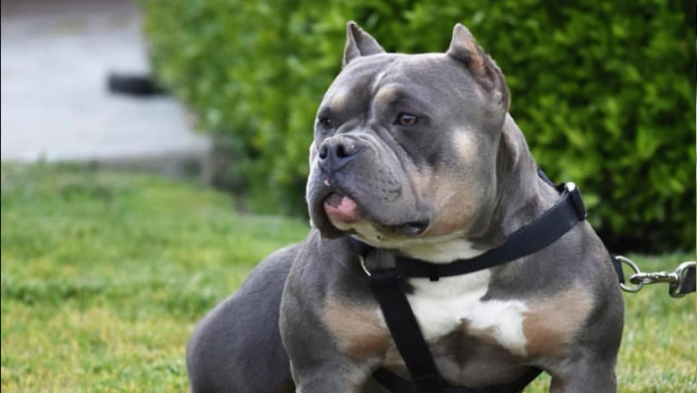 Want to buy pitbull bullies puppies? Pitbullbullies.com is the best online platform for you. We offer a wide variety of puppies for sale, all at a fraction of the cost of other pet shops. For more details visit our website.