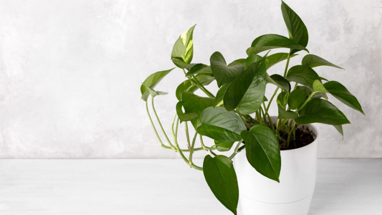 Begonia - Is They Are Good Indoor Plants