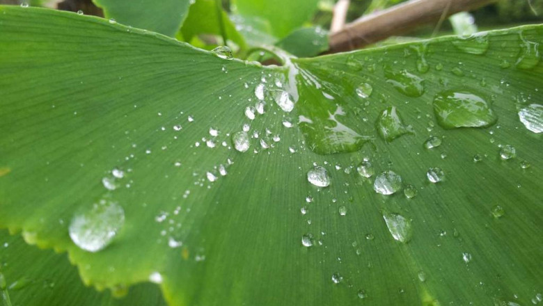 human hair wigs genuine hair wigs for black females