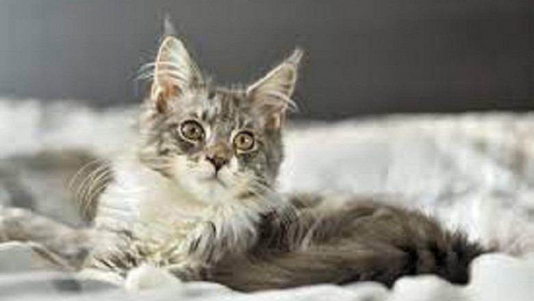 Maine Coon Cat Breeders: A Guide To Find The Best Breeder For You