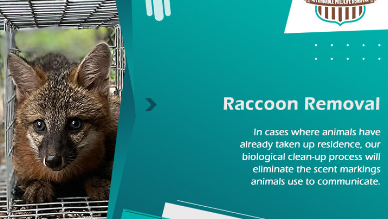 Problem Identifying Raccoon Infestation? Here Are The Common 7 Tell Signs!