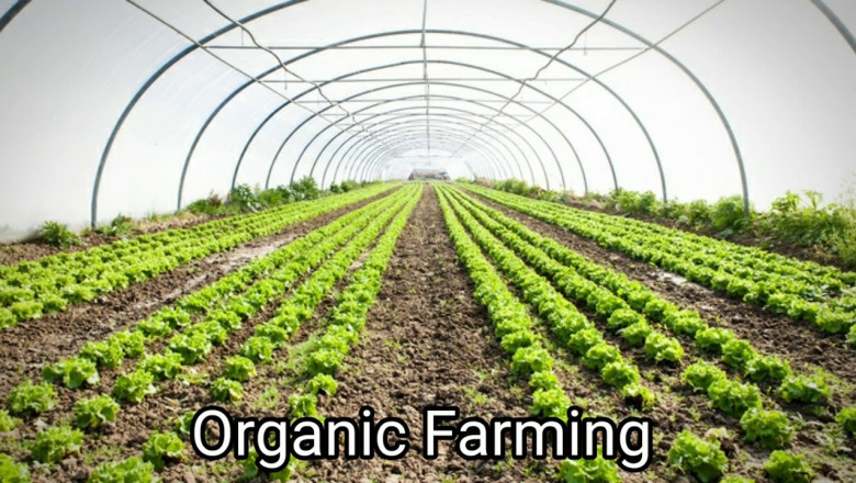 Reducing environmental impact and promoting sustainability through organic farming