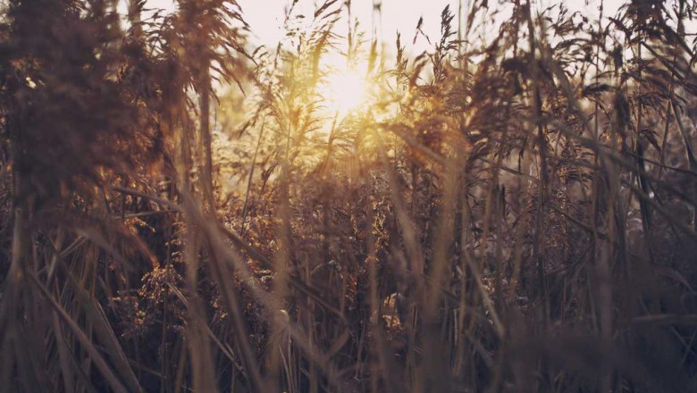 the most innovative things happening with wholesale thco