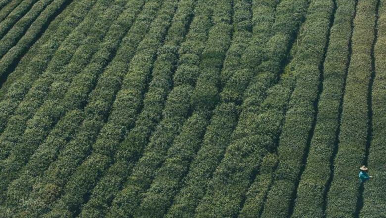 what hollywood can teach us about sherbadough strain