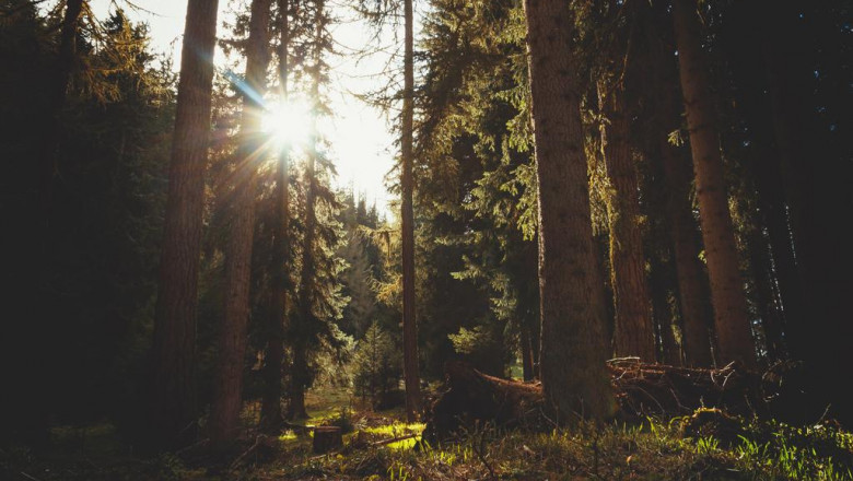 whats the current job market for distillate near me professionals like