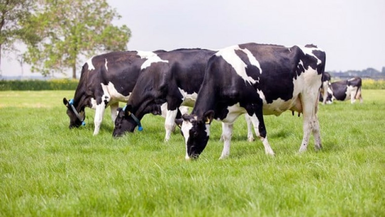 Animal Nutrition Market - Forecast (2022 - 2027)