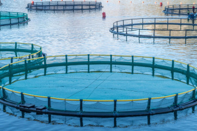 Aquaculture organisms are grown for human consumption under controlled conditions.