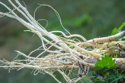 Nettle Root Extract Market to Reach US$ 2367.37 million by 2030