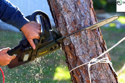 Why do Tree Stumps need To Be Removed And How Professionals Can Help?