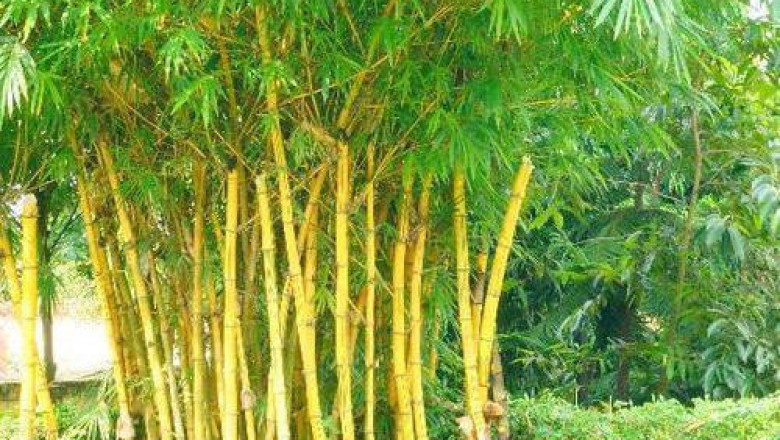 Global Bamboo Market Share, Size, Growth and Forecast 2027