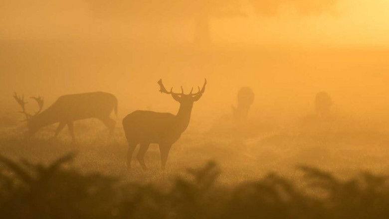 12 helpful tips for doing how to use macd indicator