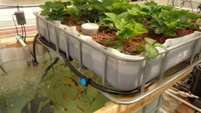 Global Aquaponics Market Share, Size, Growth and Forecast